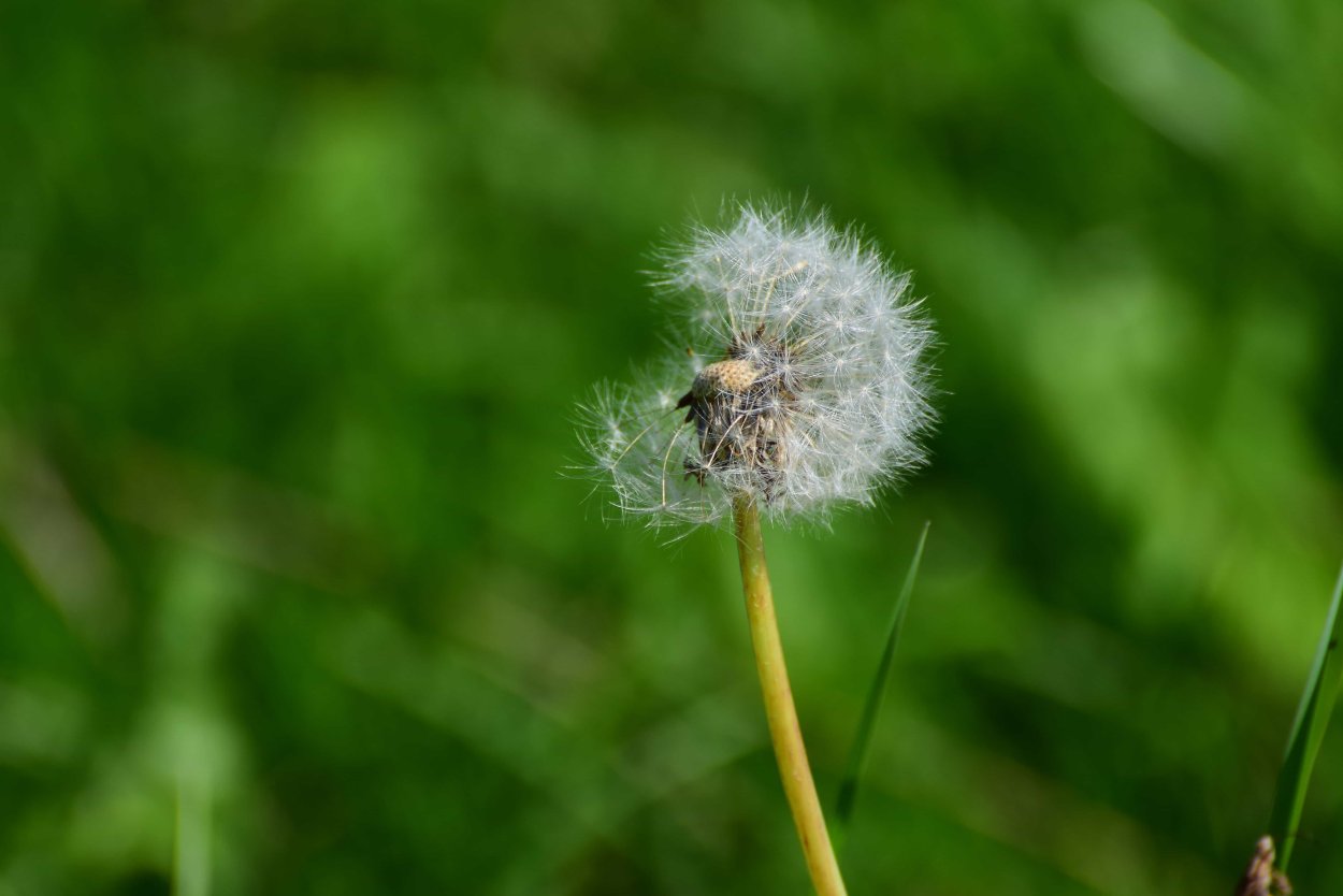 Пушица узколистная