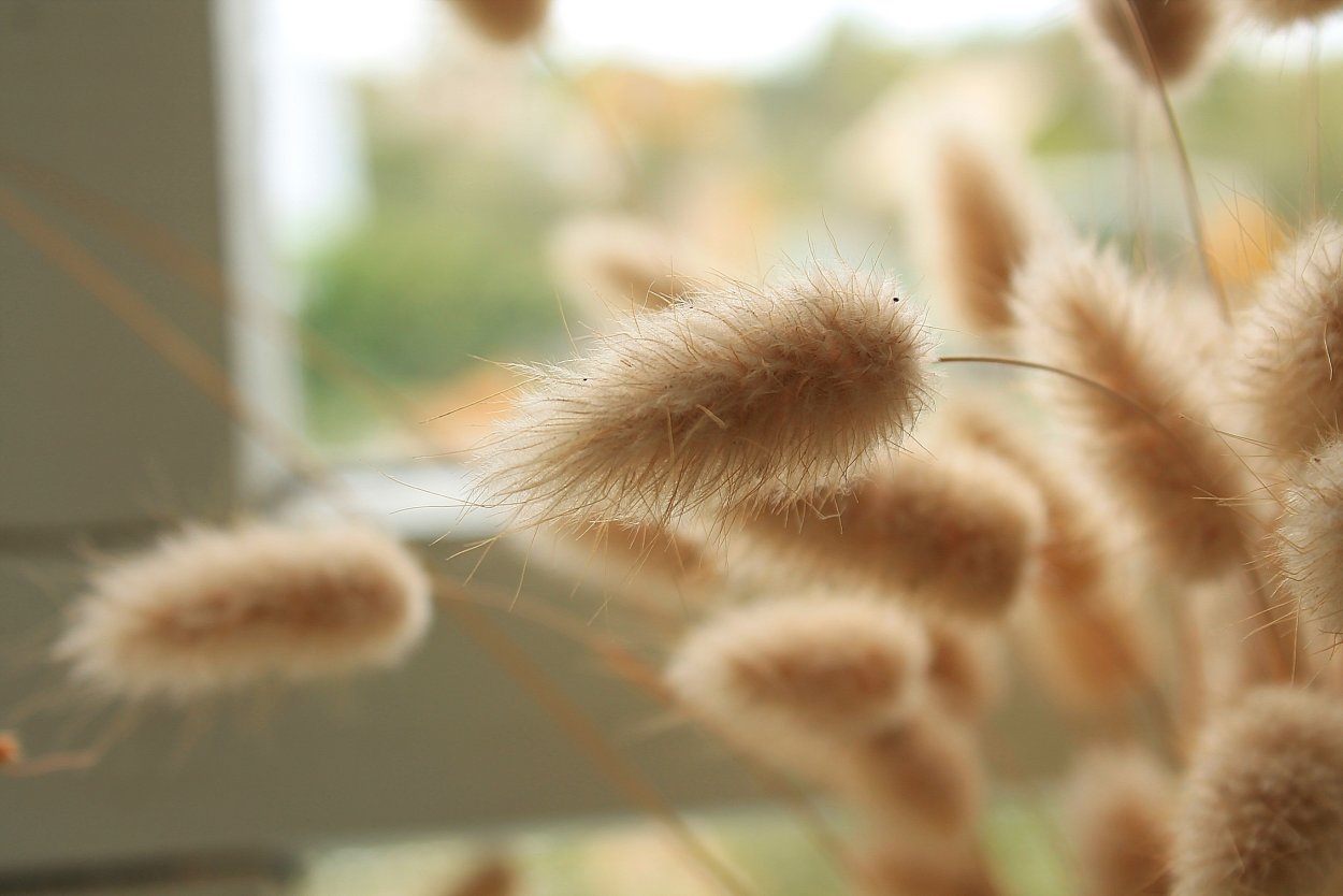 Природа в бежевых тонах