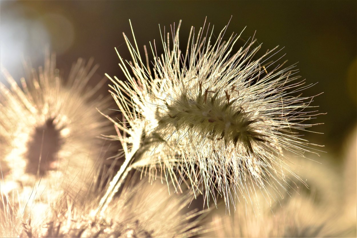 Сухоцветы Эстетика гипсофила