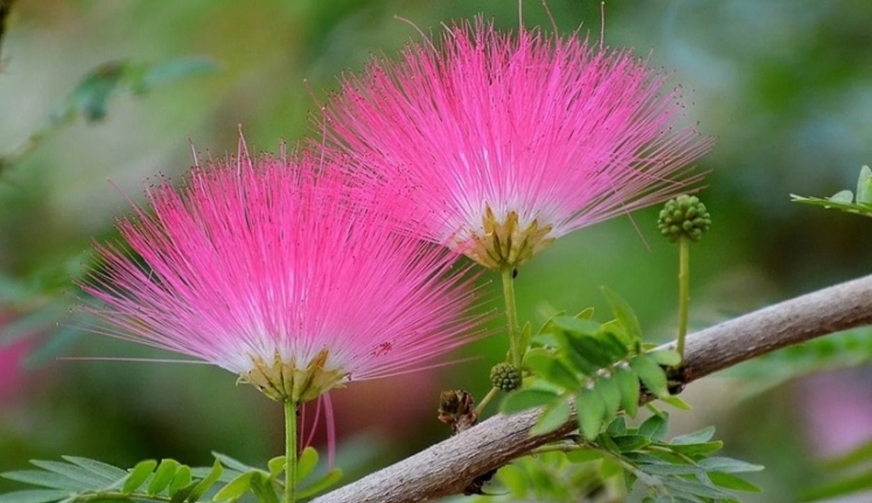 Пеннисетум лисохвостовый Хамельн