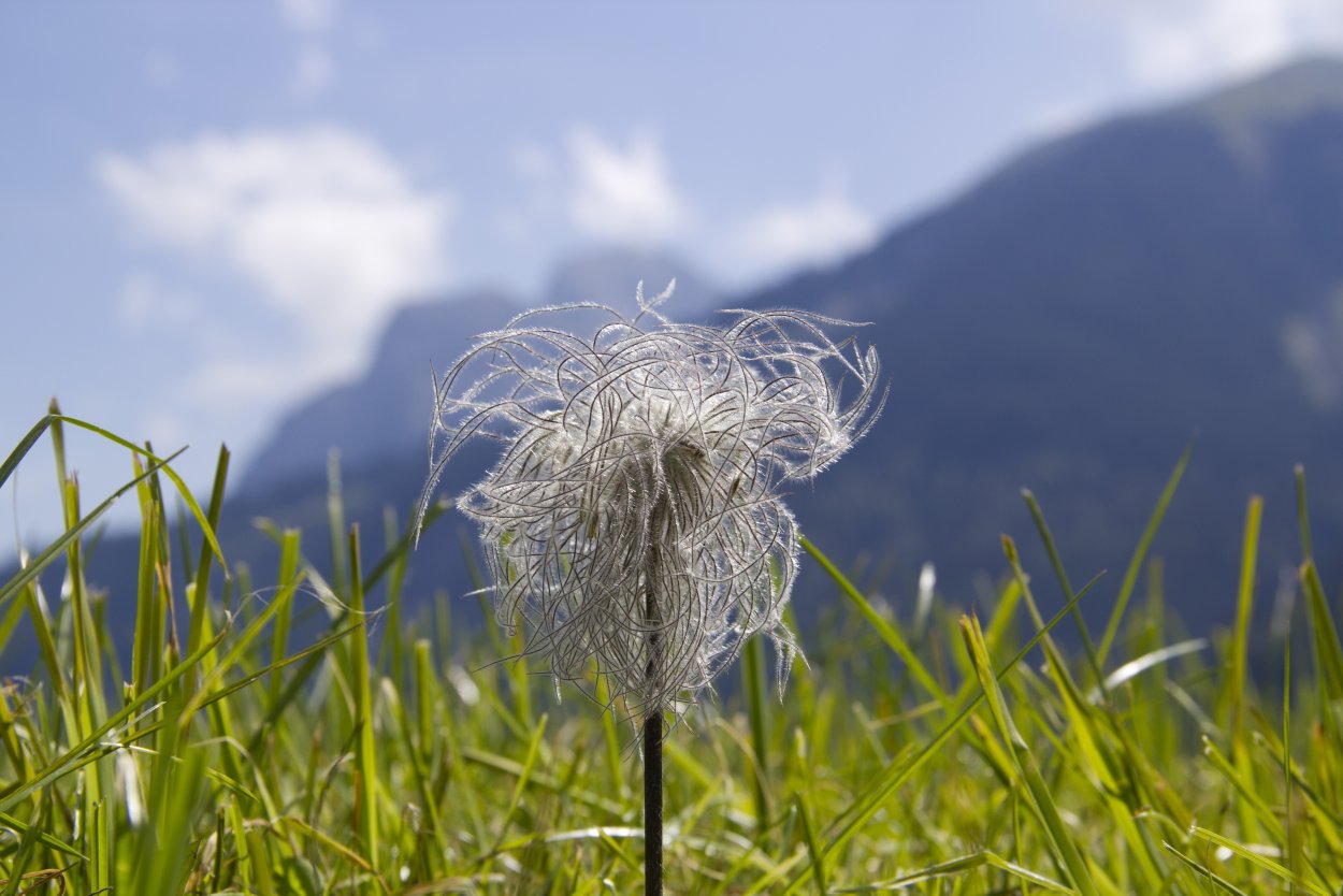 Лисохвост гривастый ячмень