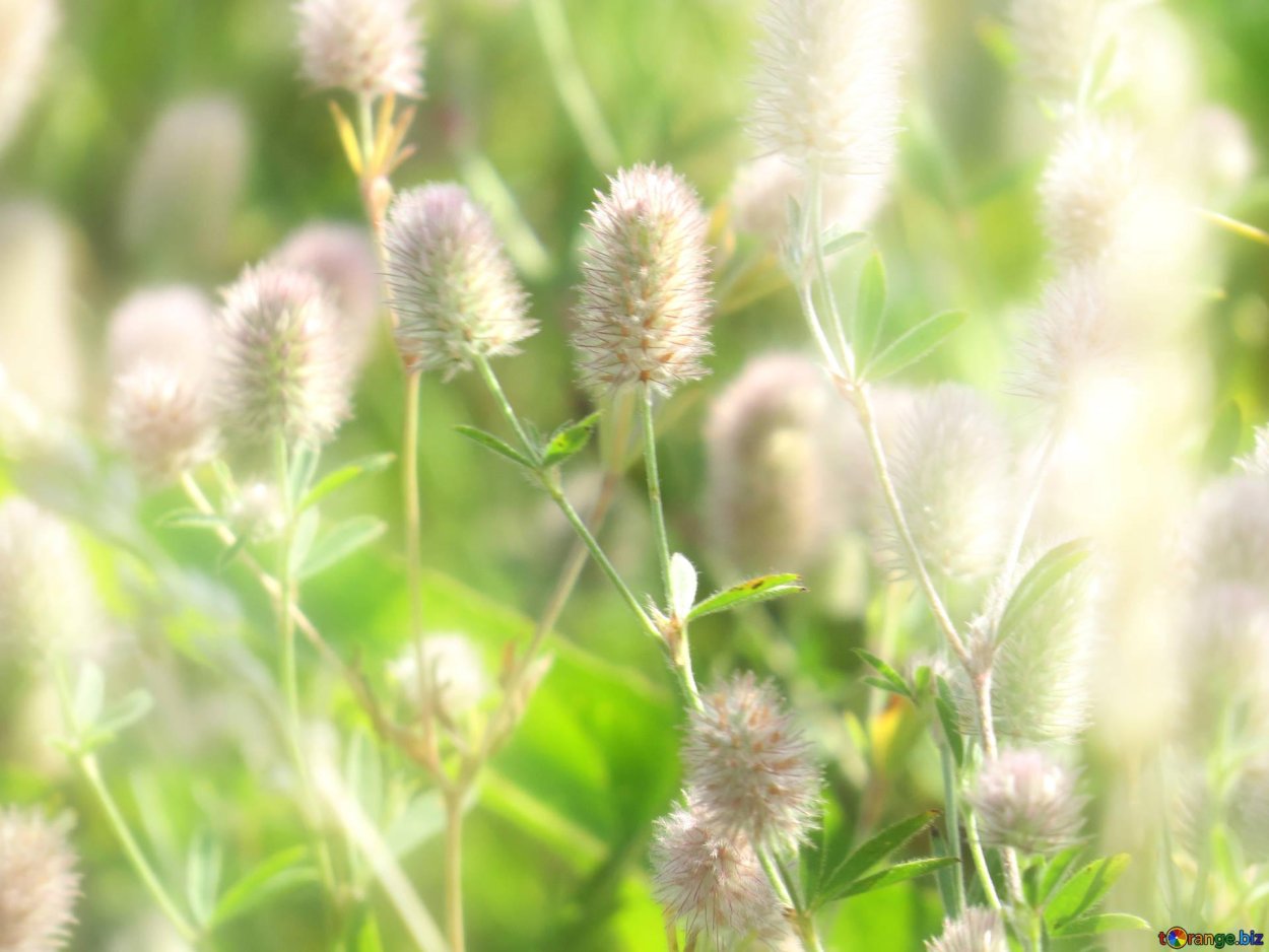 Осока сухоцвет