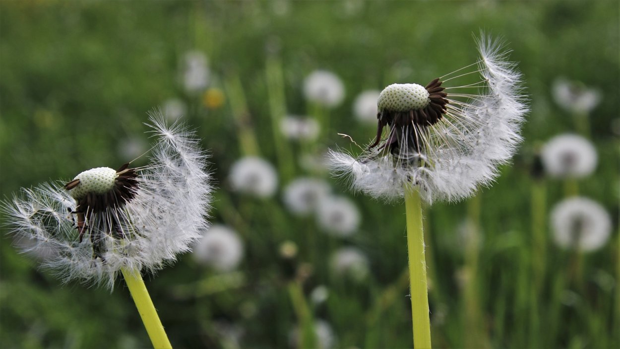 Eriophorum angustifolium
