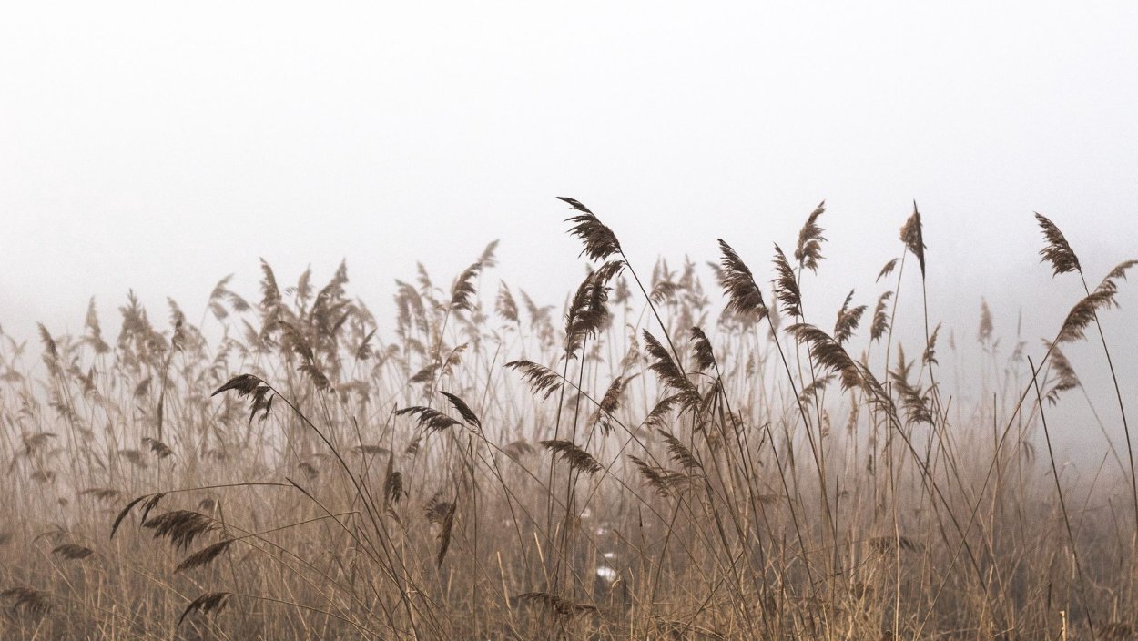Ковыль Stipa tenuissima