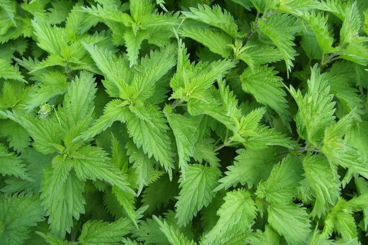 Съедобные растения в огороде