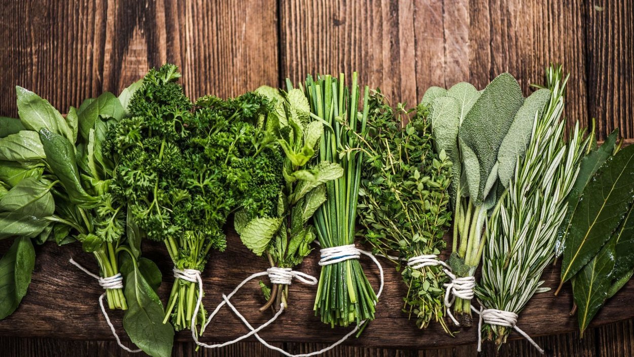 Крапива двудомная сорные растения