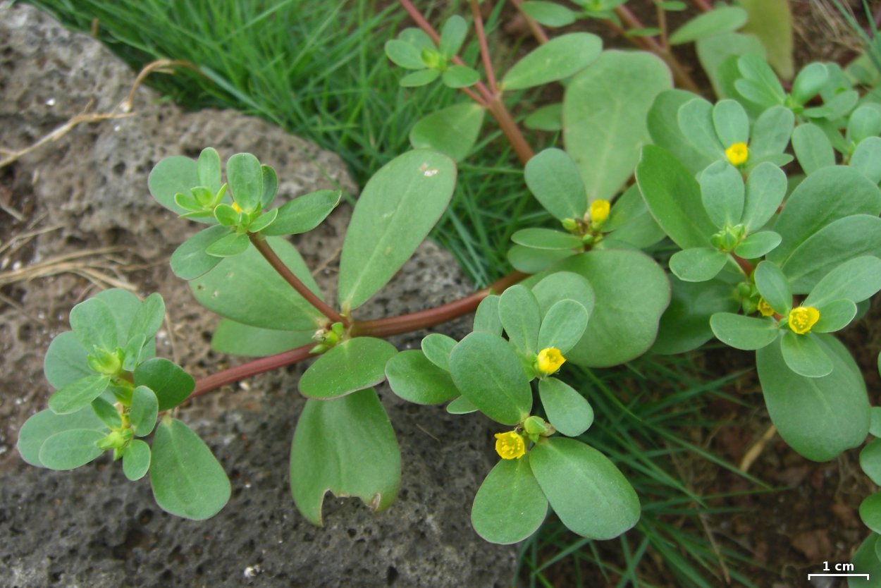 Purslane растение