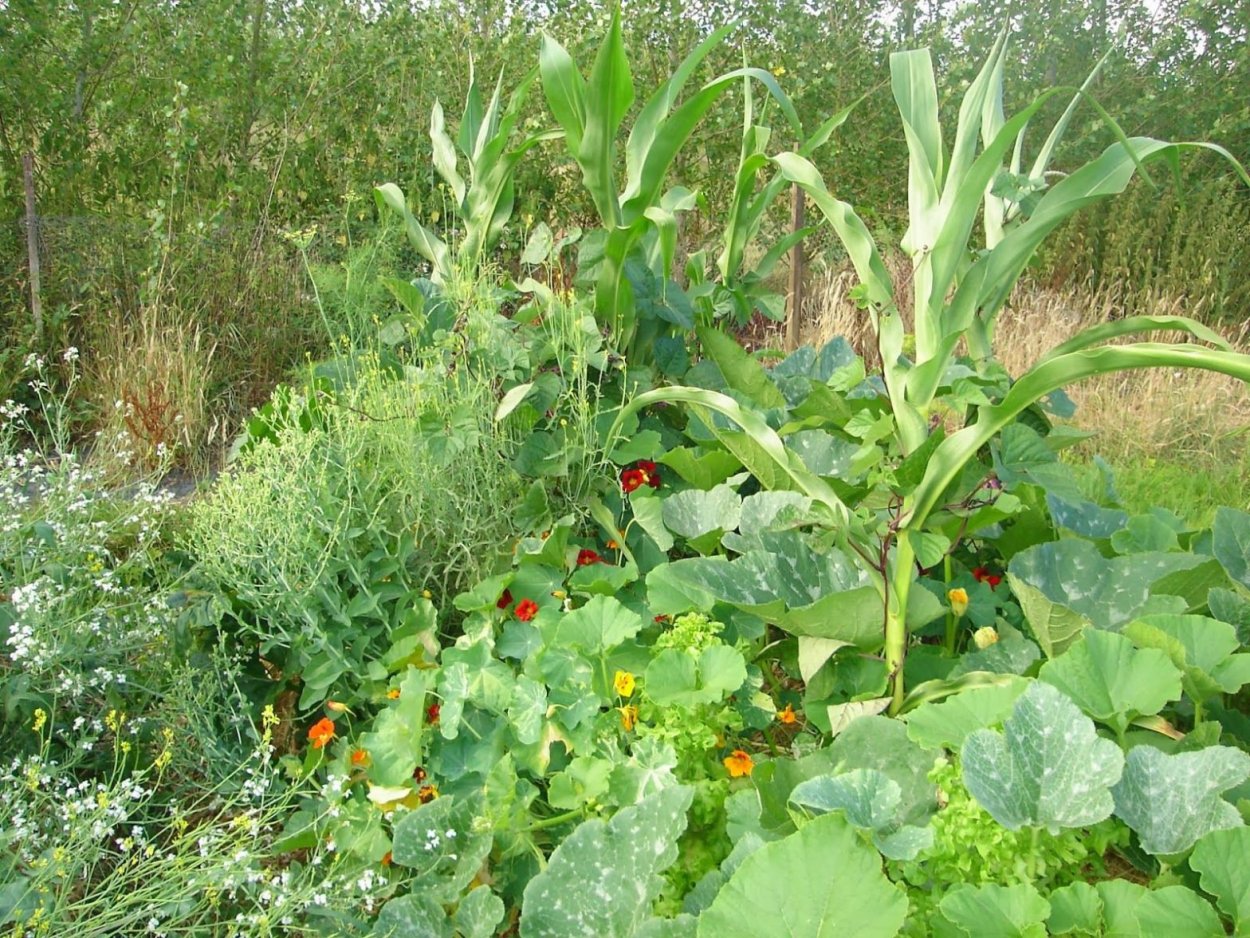 Съедобные весенние травы