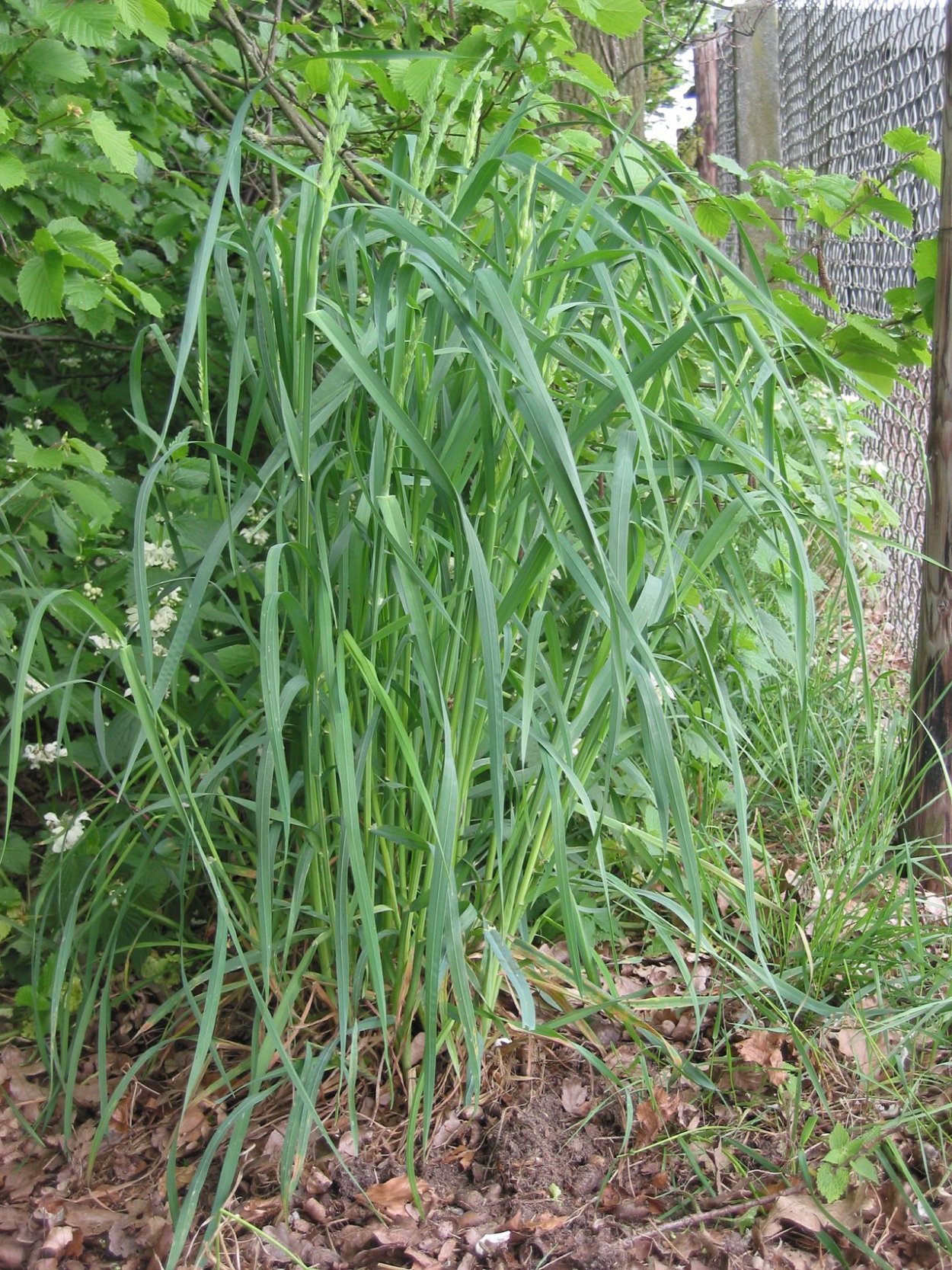 Сорняк Чарли ползучий