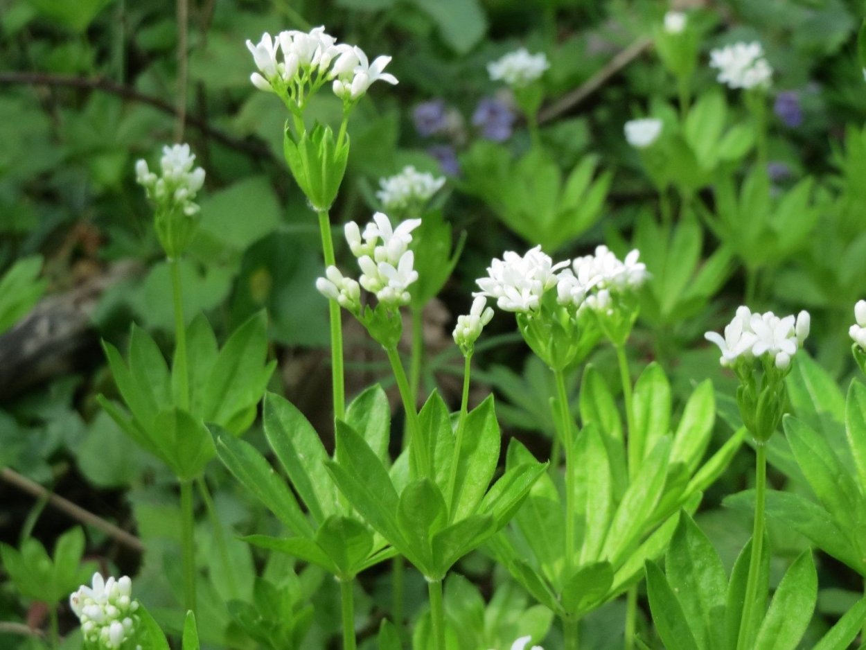 Съедобные травы