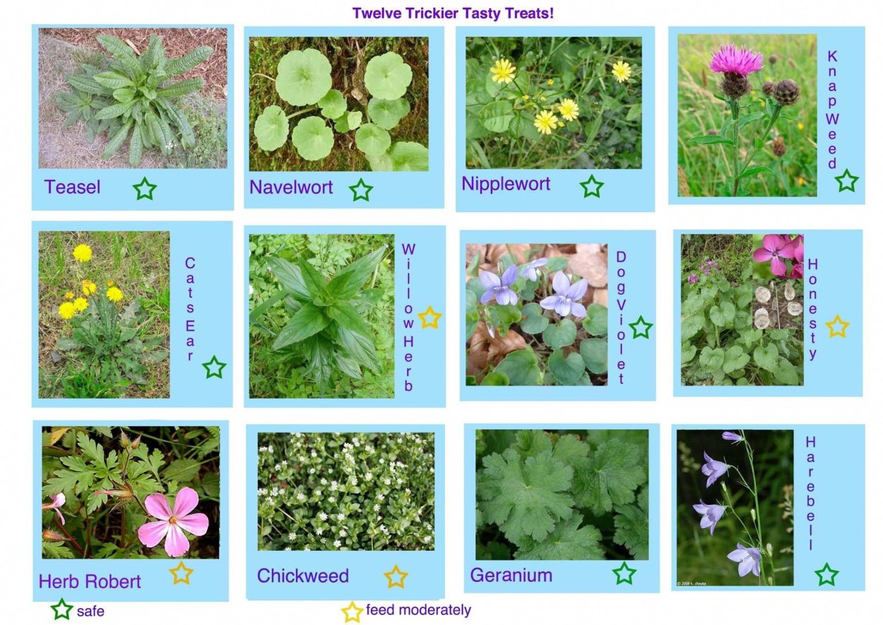 Лекарственные растения