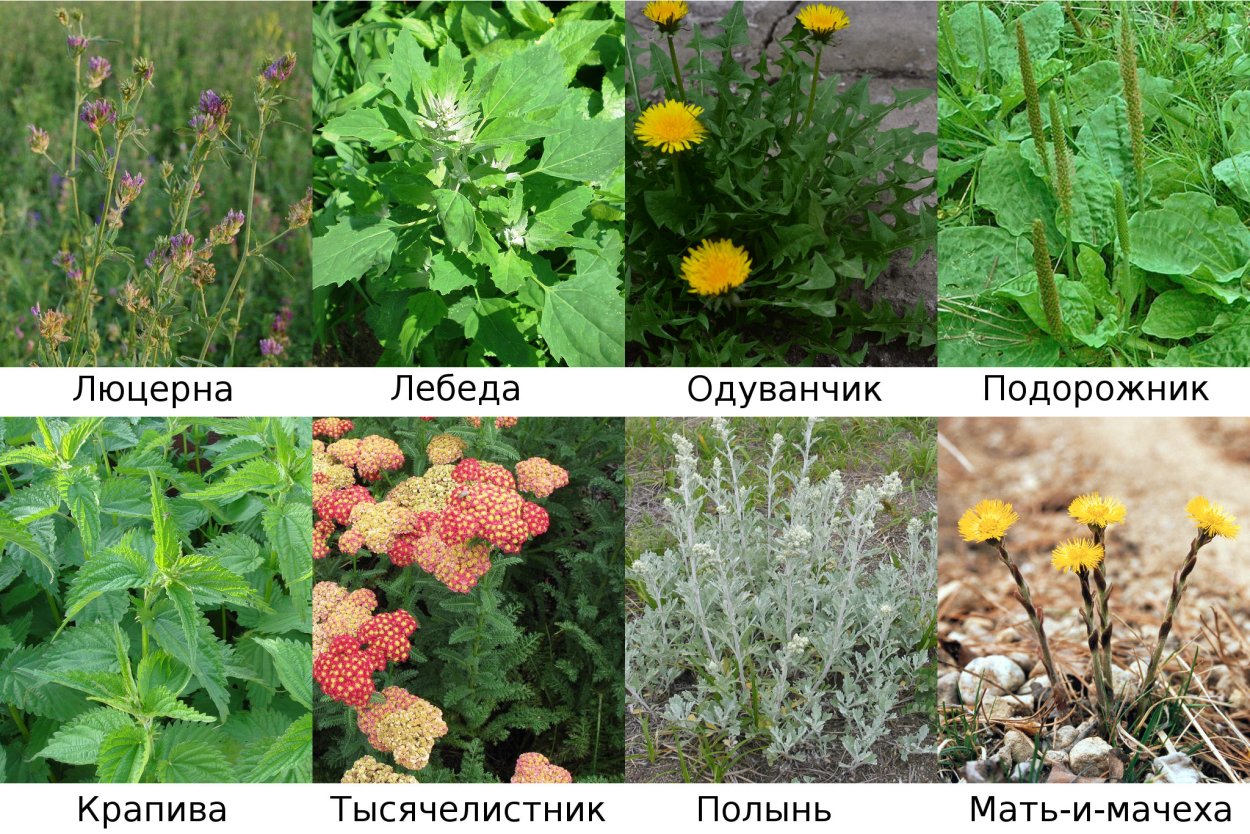 Петрушка трава крючком