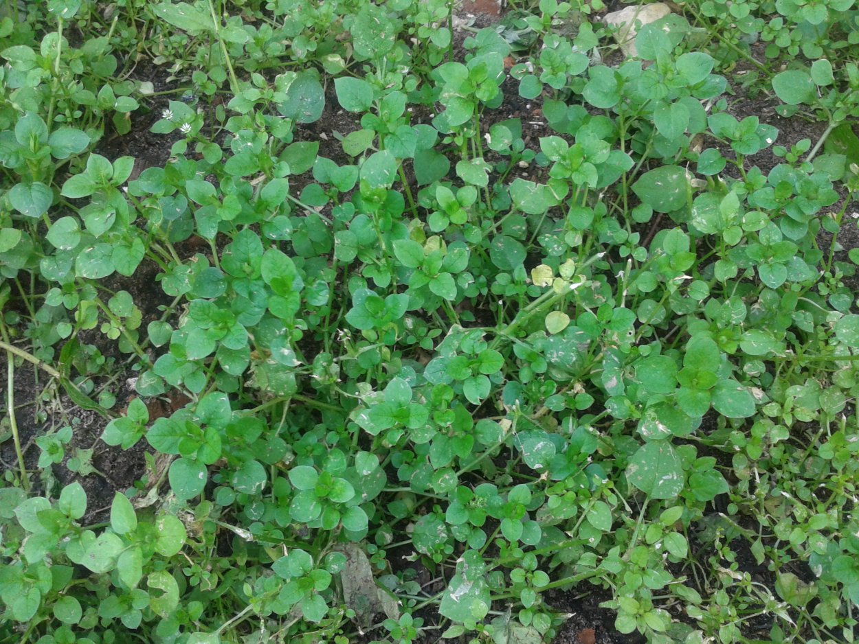 Гусеничник посевной руккола