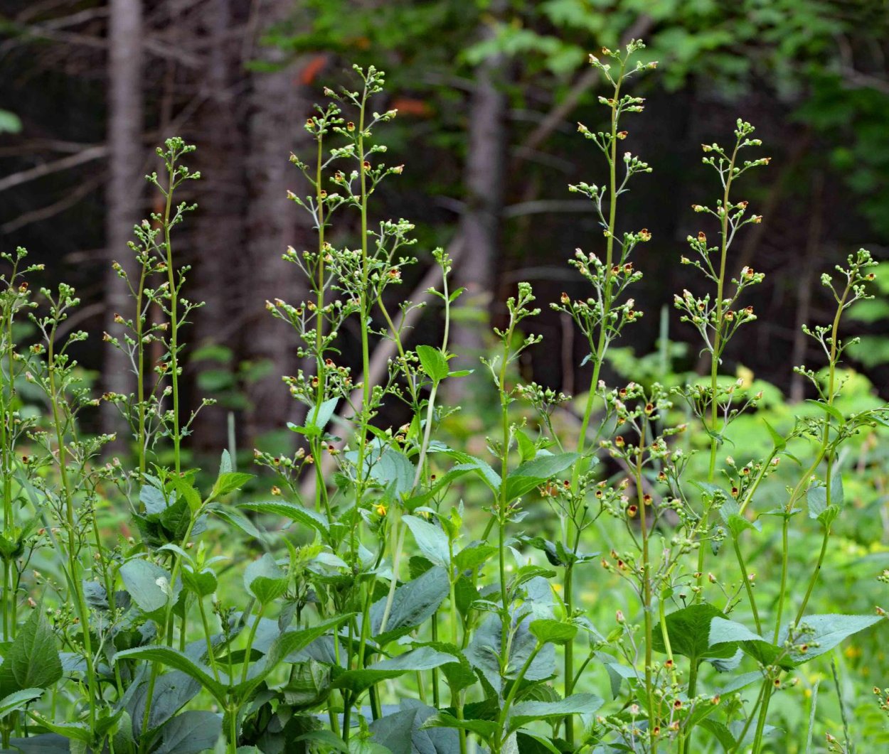 Норичник шишковатый