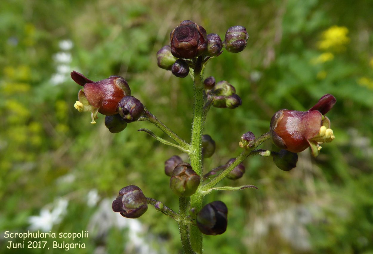 Норичник Скополи