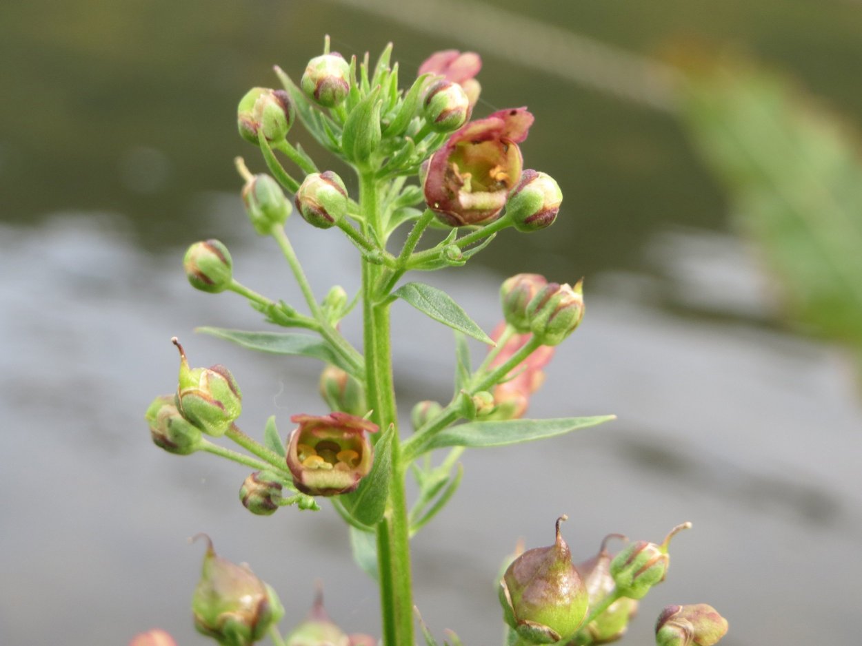 Норичник узловатый соцветие