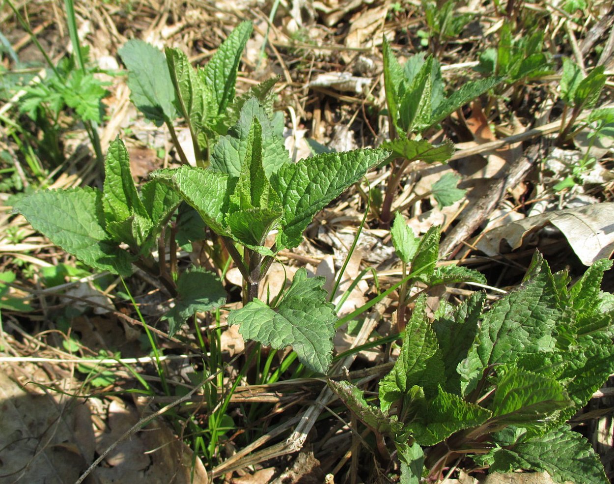 Норичник шишковатый (Scrophularia nodosa)