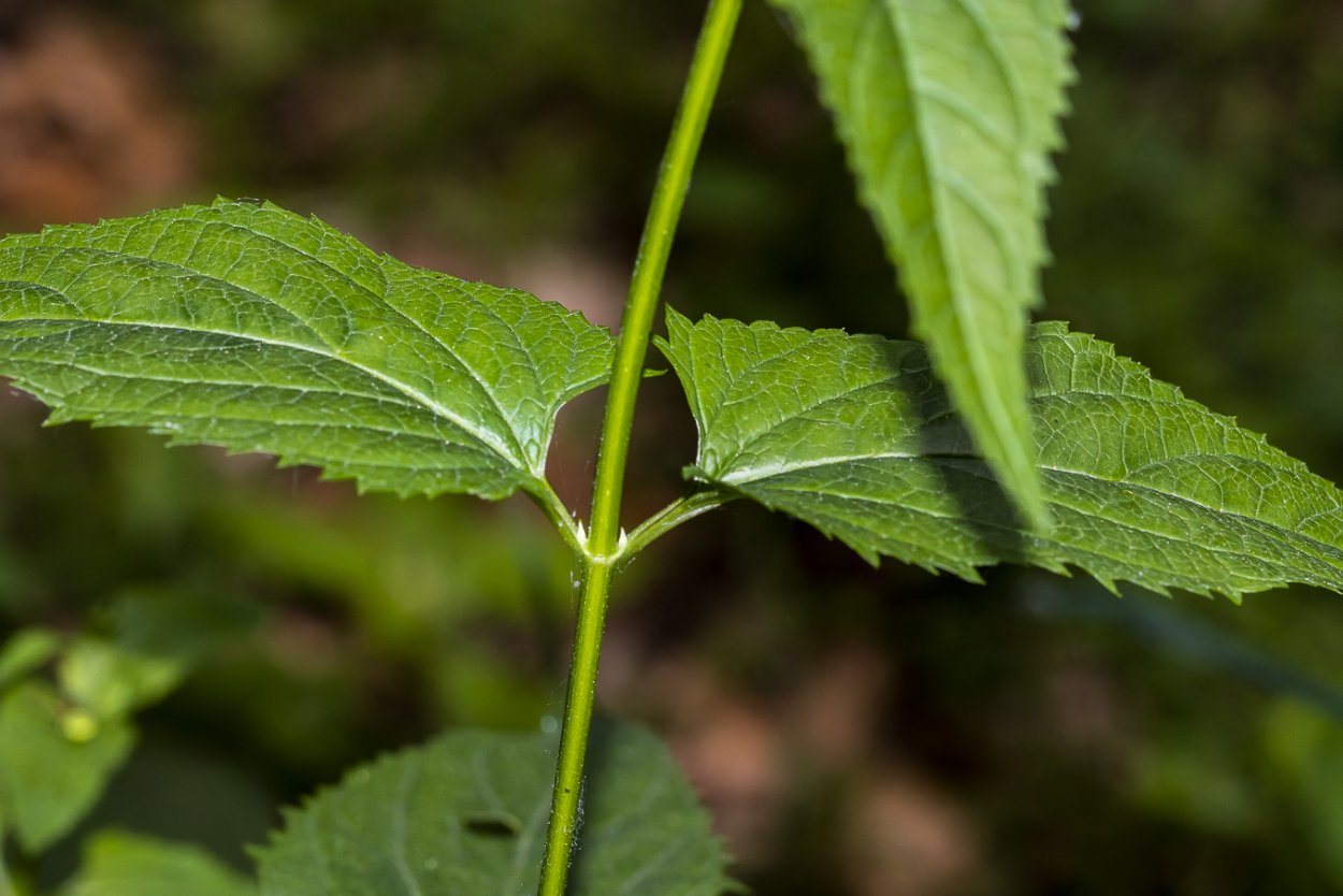 Scrophularia nodosa гомеопатия тиф