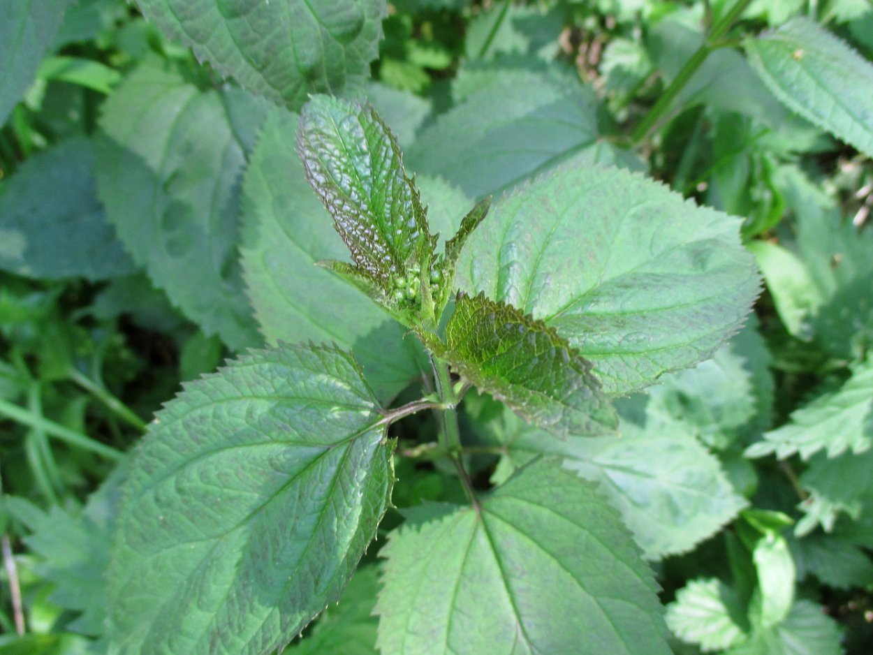 Норичник узловатый