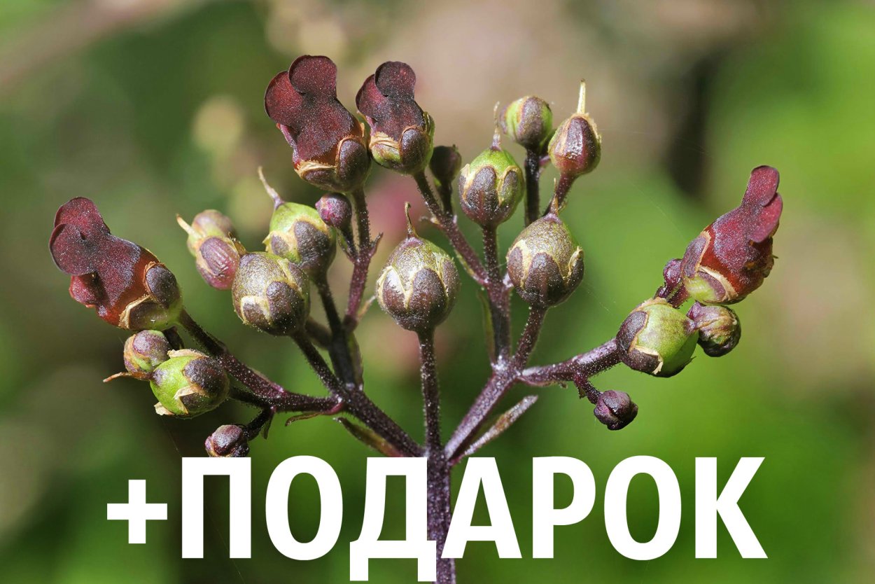 Семена норичника купить