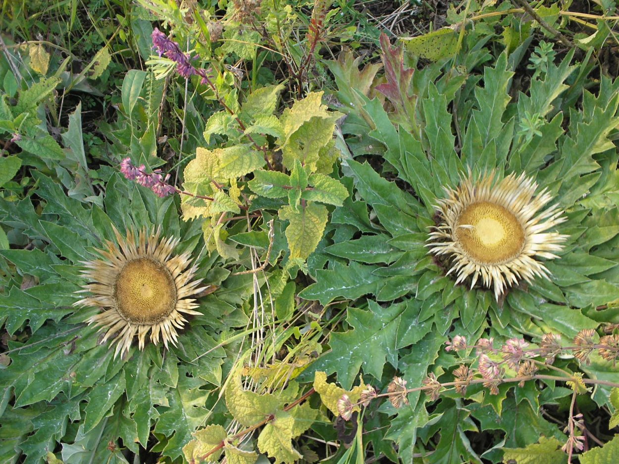 Подорожник многосемянный