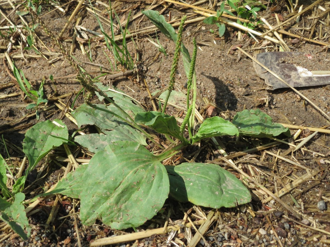 Порезник ранник