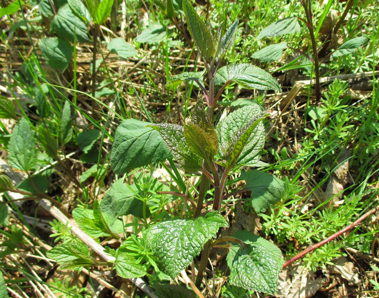 Ранник растение