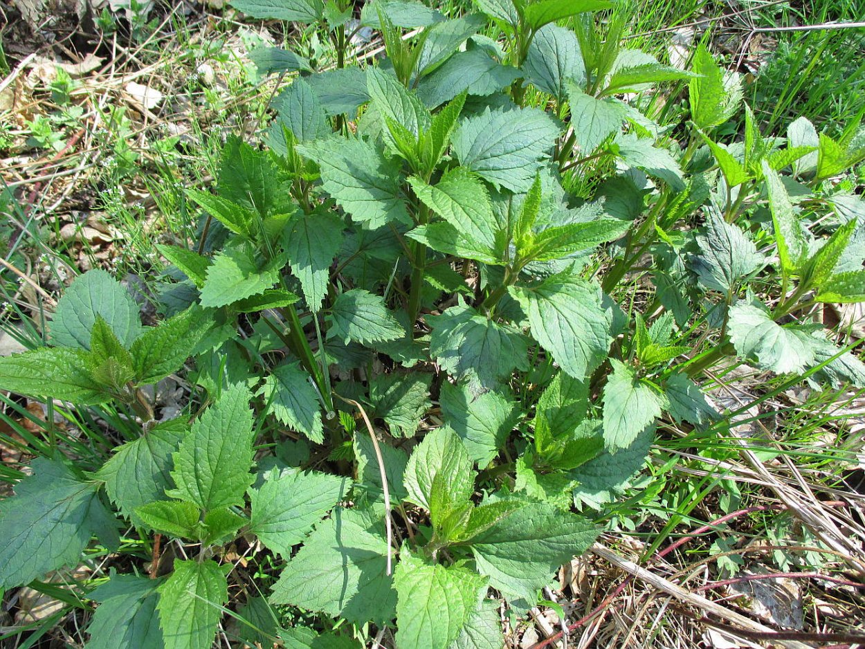 Норичник шишковатый медонос