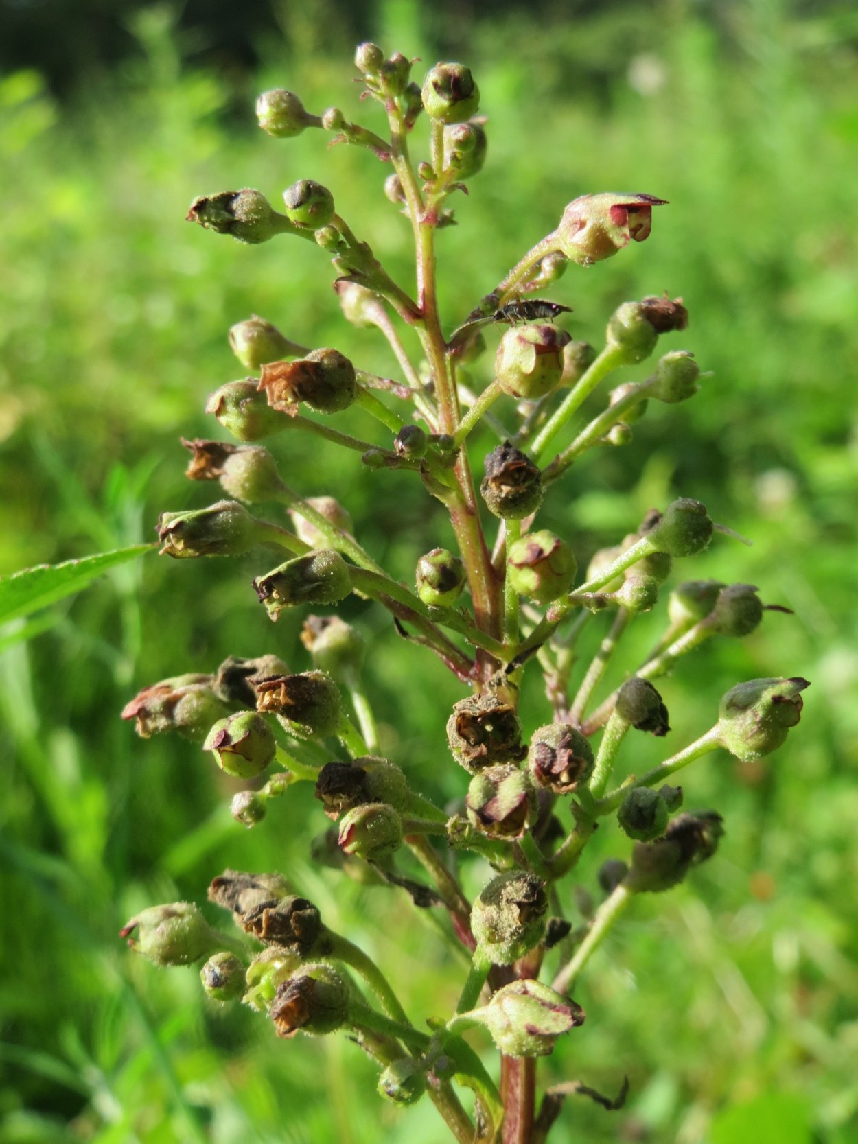 Scrophularia rupestris