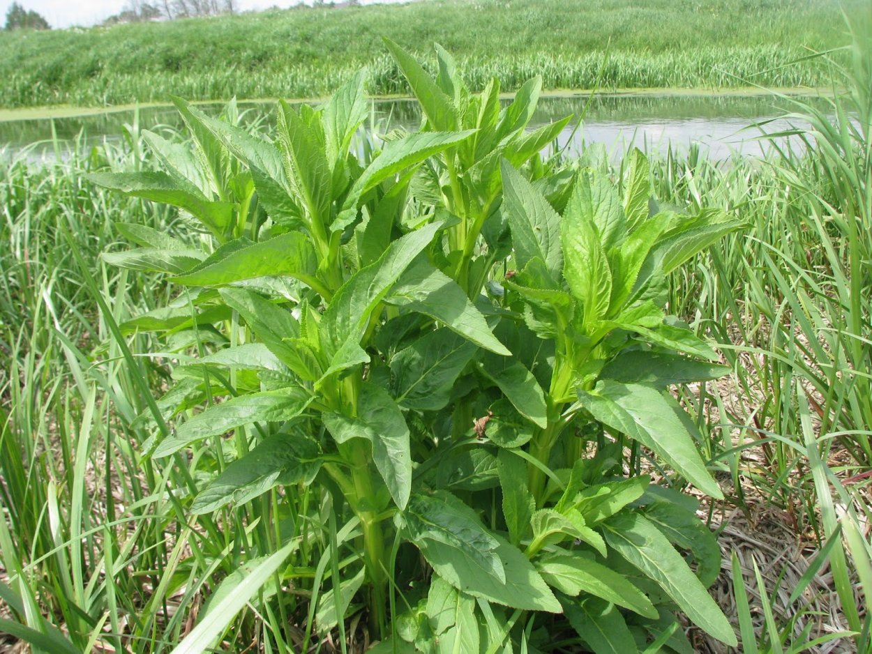 Порезник ранник