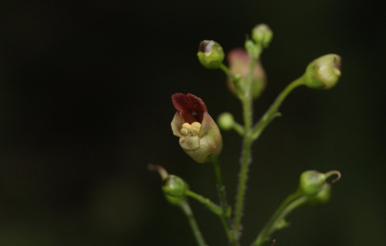 Scrophularia multicaulis