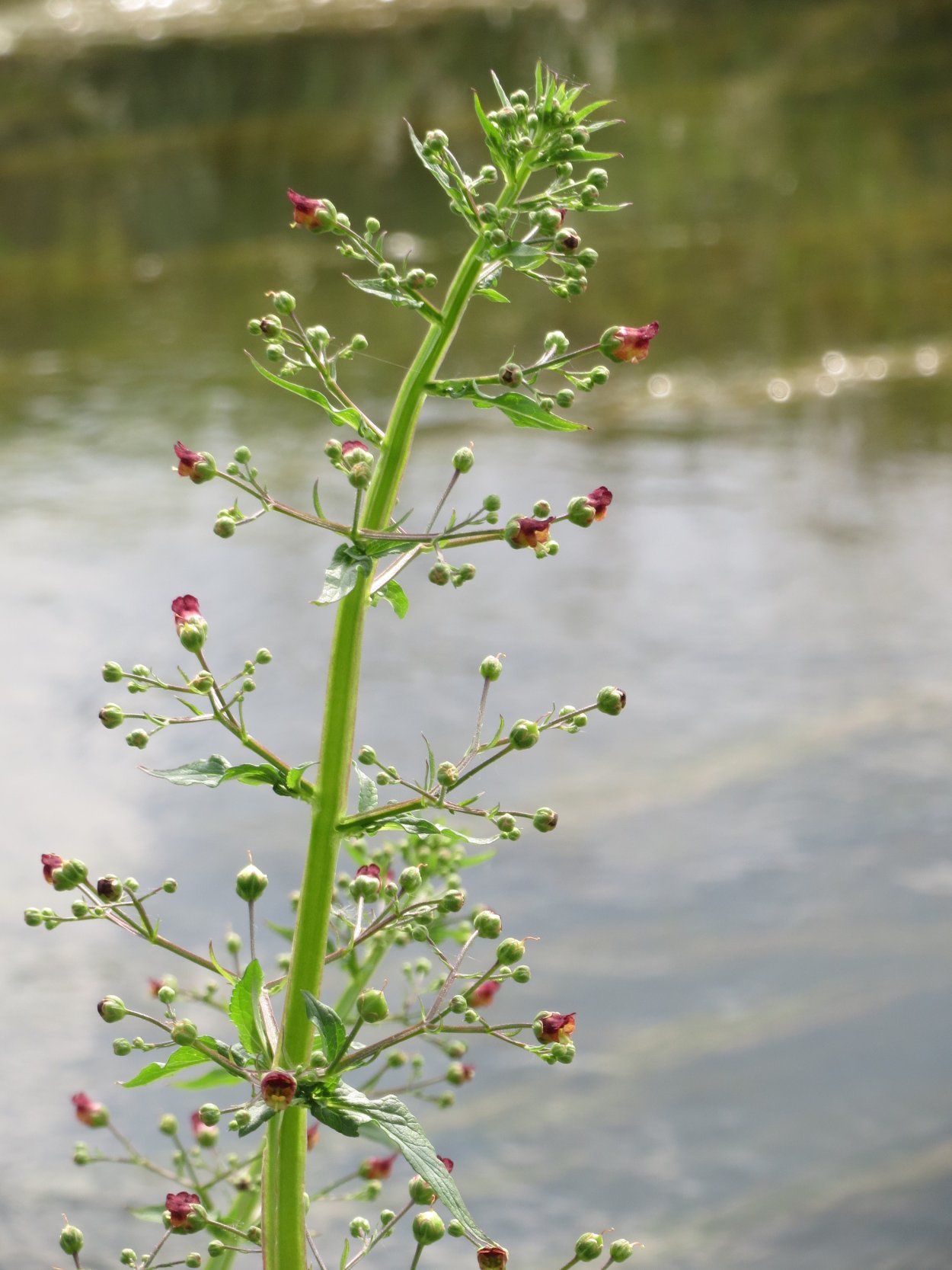 Норичник Скополи