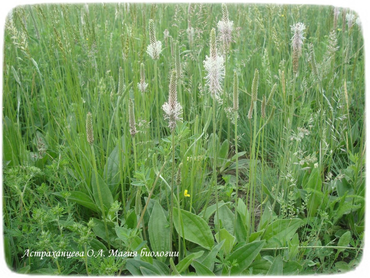 Подорожник тысячелистник