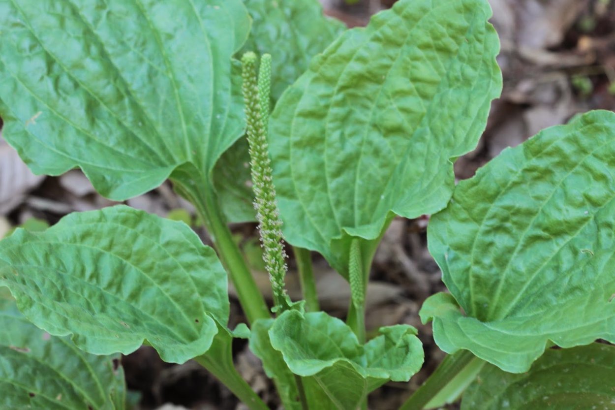 Подорожник растение