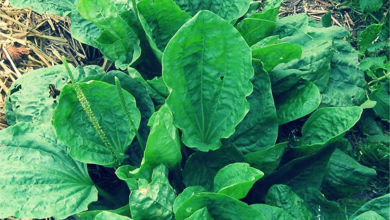 Порезник это подорожник