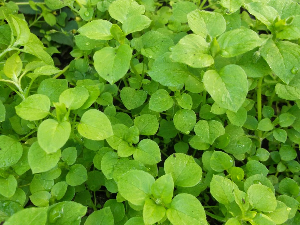 Мокрица сорняк огородный