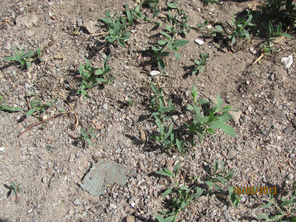 Отвар из крапивы