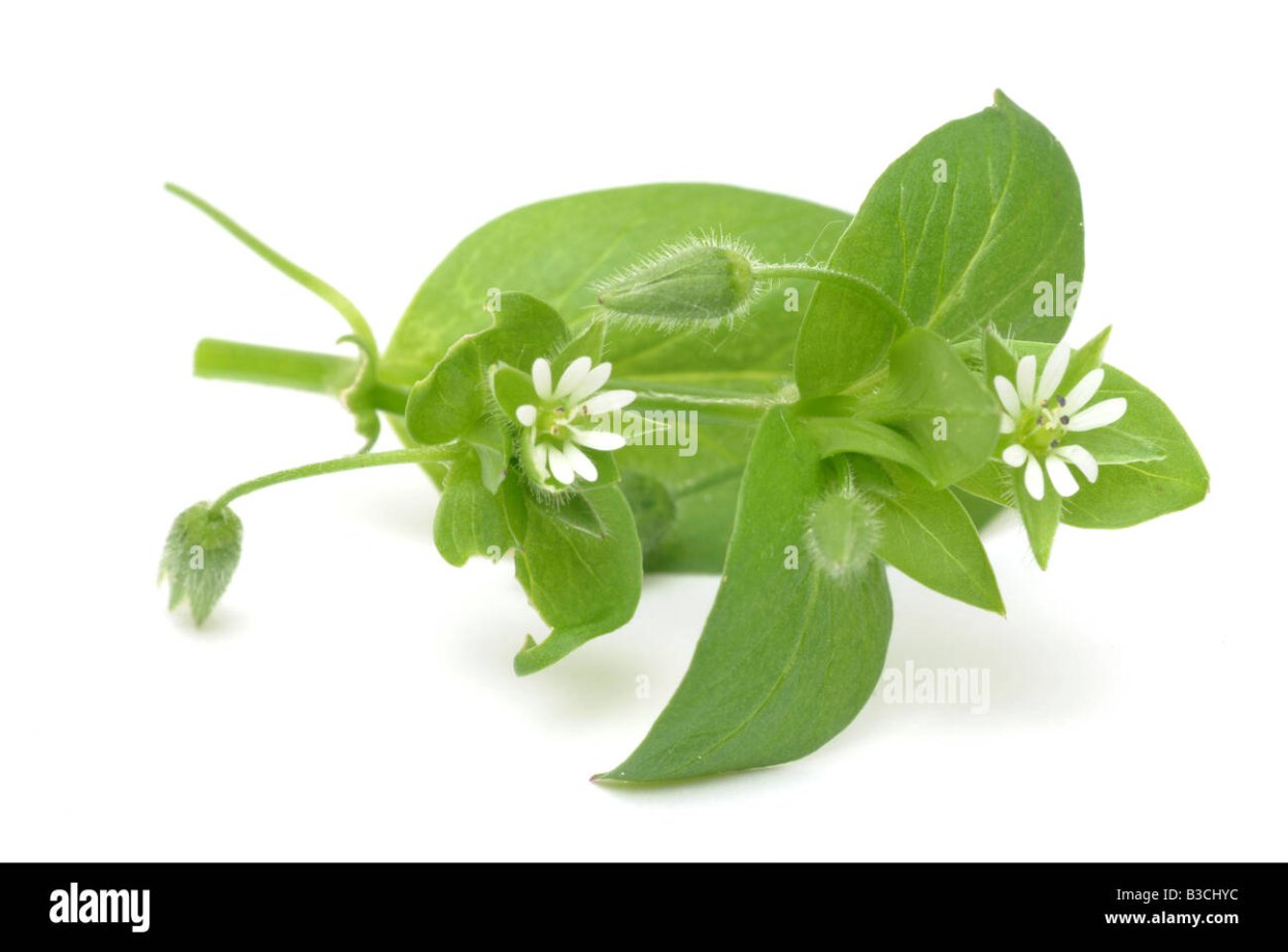 Трава мокрица мокрица