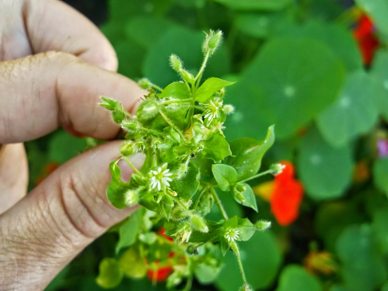 Мокрица трава