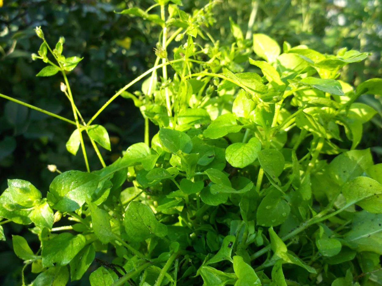 Мокрица Садовая трава