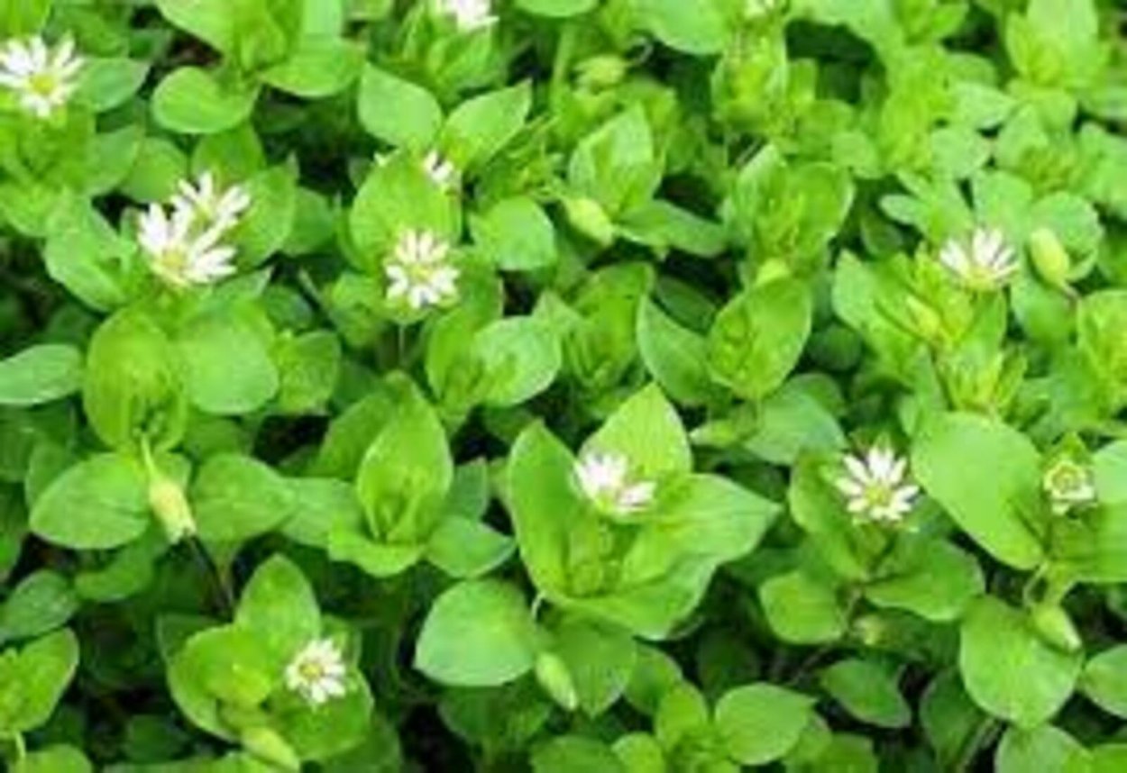 Лебеда , мокрица трава