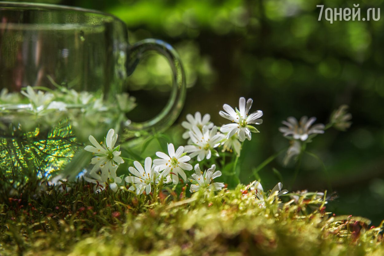 Мокрица трава