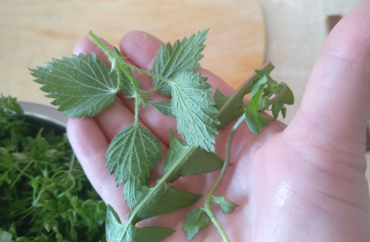 Трава звездчатка мокрица