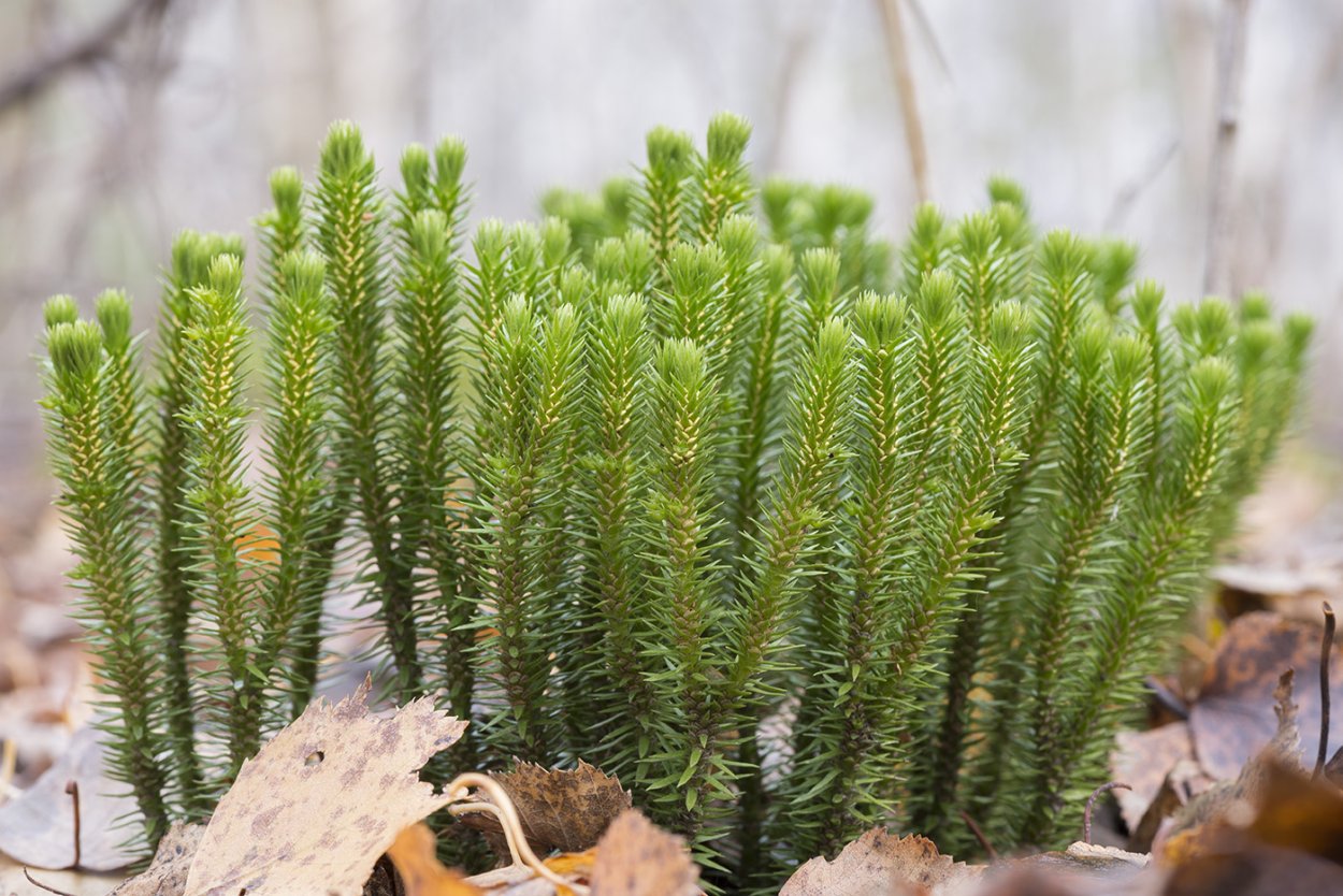 Плаун Баранец