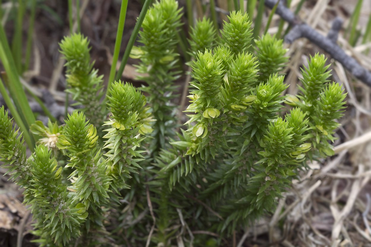 Баранец обыкновенный (Huperzia selago)