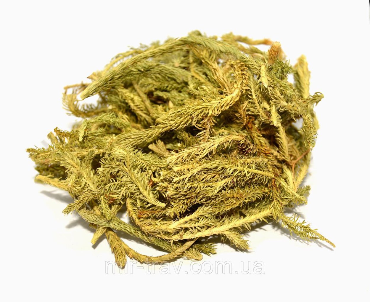 Плаун Баранец рисунок