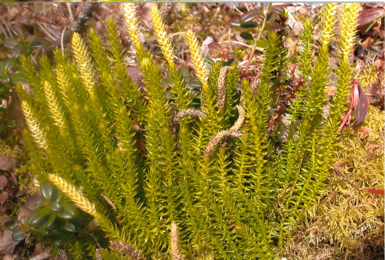 Плаун булавовидный