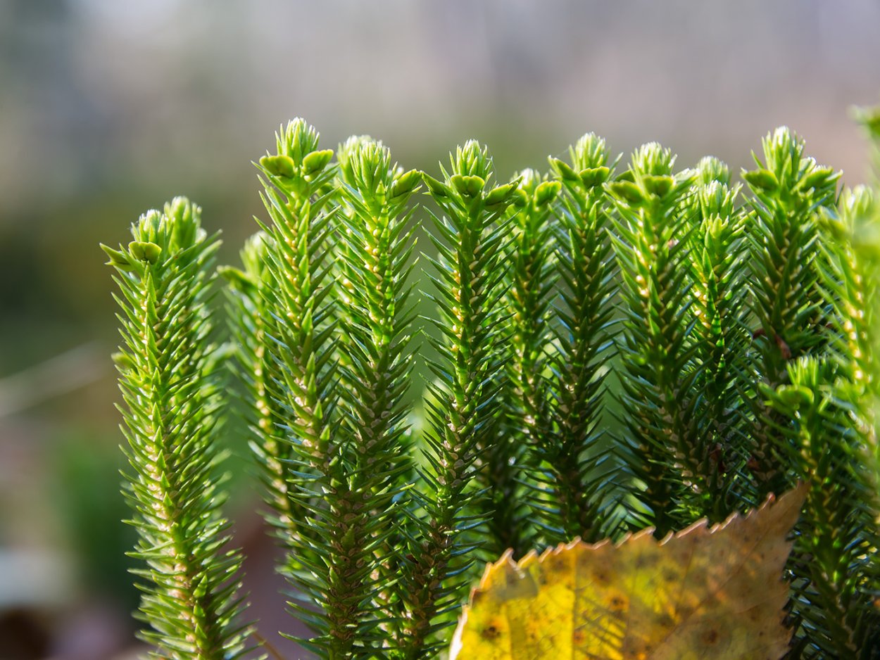 Баранец обыкновенный (Huperzia selago l.)