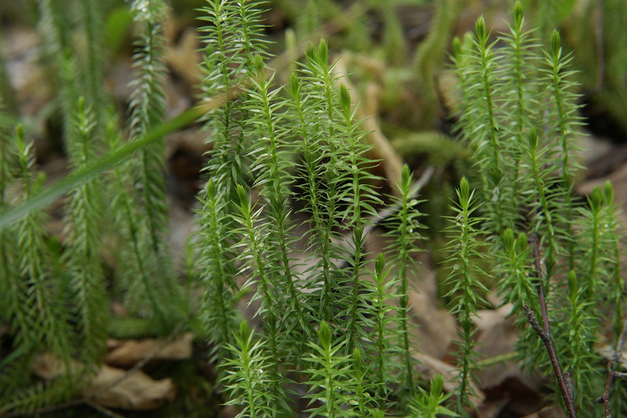 Плаун годичный (Lycopodium annotinum)