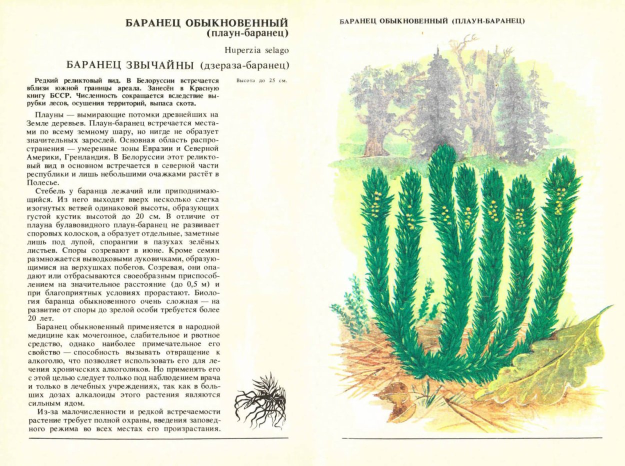 Плаун Баранец